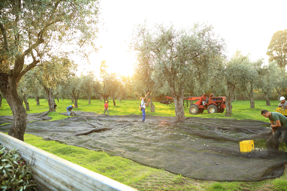 Accademia Olearia Fruttato 3L Tin 4-Pack