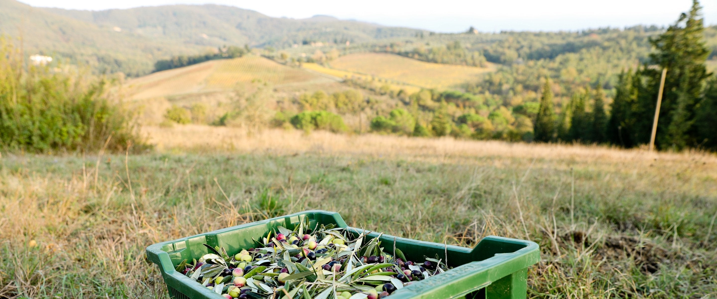 It Began with a Passion