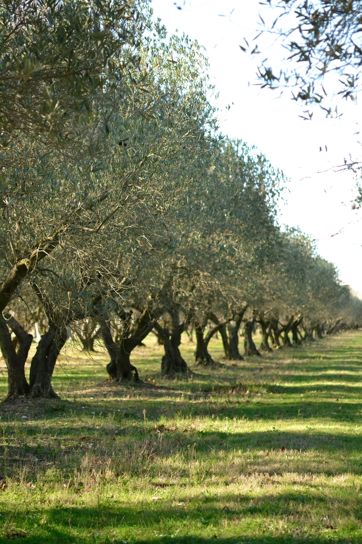 Estoublon Salonenque w/ Gift Box 6-Pack