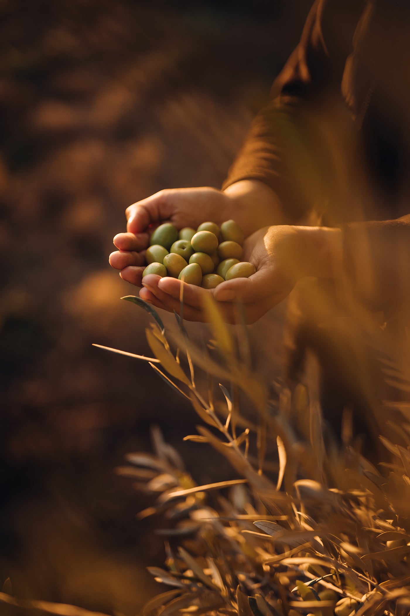 Estoublon Salonenque w/ Gift Box 6-Pack