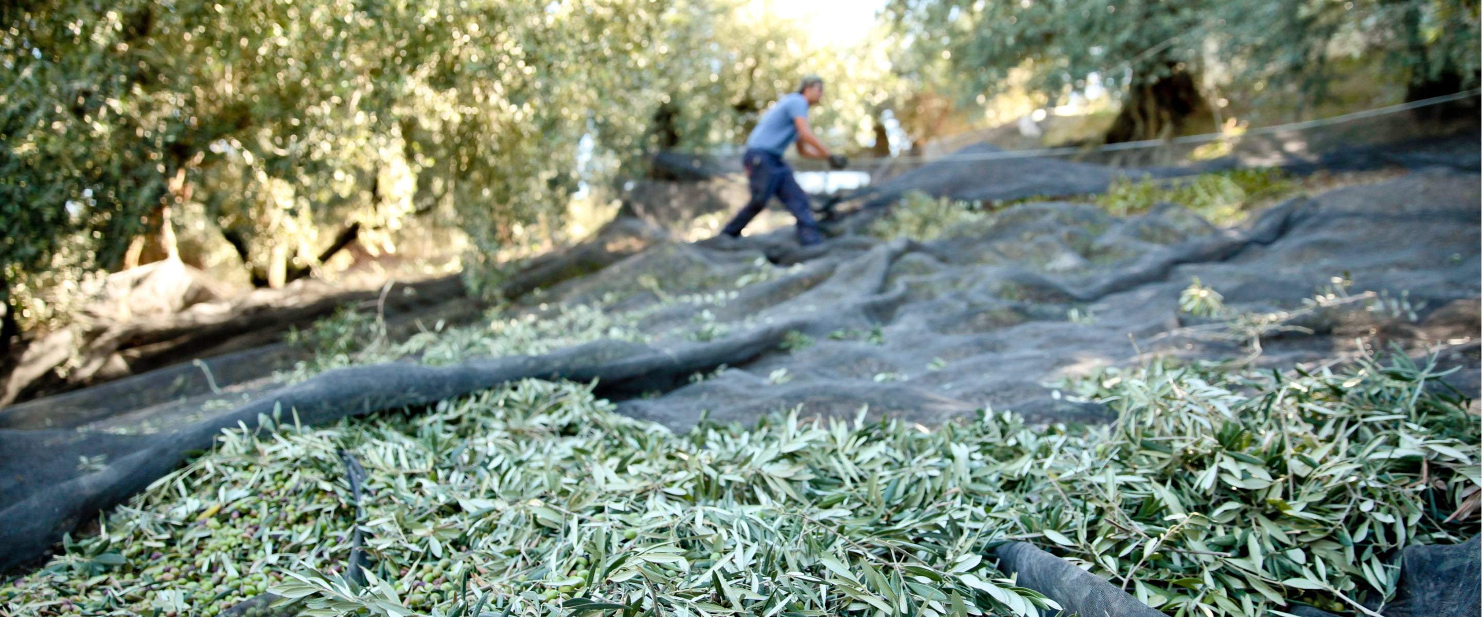 Why Olive Oil Lovers?